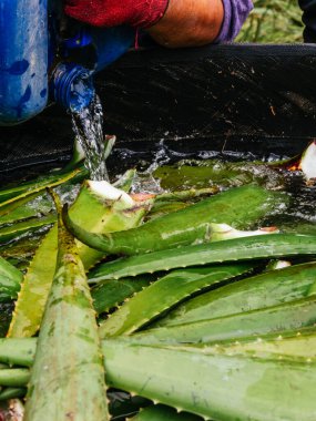 Aloe Vera taze yaprak, çiftlik bahçesinde doğal arka plan, çiftlik. Kozmetik malzemeleri için Aloe Vera, çiftçi.