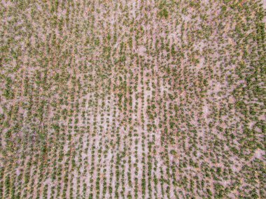 Aloe Vera taze yaprak, çiftlik bahçesinde doğal arka plan, çiftlik. Kozmetik malzemeleri için Aloe Vera, çiftçi.