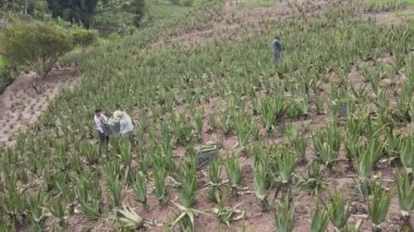 Aloe Vera taze yaprak, çiftlik bahçesinde doğal arka plan, çiftlik. Kozmetik için Aloe Vera, Çiftçi hava videosu