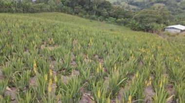 Aloe Vera taze yaprak, çiftlik bahçesinde doğal arka plan, çiftlik. Kozmetik için Aloe Vera, Çiftçi hava videosu