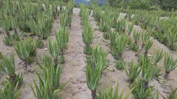 Aloe Vera Frisches Blatt Natürlicher Hintergrund Bauerngarten Plantage Aloe Vera — Stockvideo
