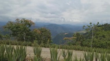 Aloe Vera taze yaprak, çiftlik bahçesinde doğal arka plan, çiftlik. Kozmetik için Aloe Vera, Çiftçi hava videosu