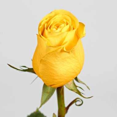 Sevgililer Günü. Çiçek kompozisyonu. Gül çiçeklerinden yapılmış yuvarlak çerçeve, beyaz arkaplanda konfeti. Sevgililer Günü geçmişi. Düz konum, üst görünüm, kopyalama alanı.