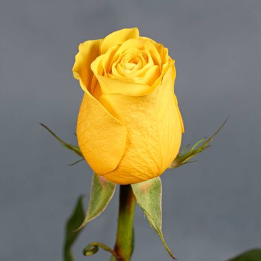 Sevgililer Günü. Çiçek kompozisyonu. Gül çiçeklerinden yapılmış yuvarlak çerçeve, beyaz arkaplanda konfeti. Sevgililer Günü geçmişi. Düz konum, üst görünüm, kopyalama alanı.