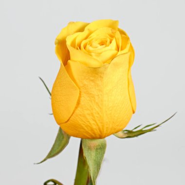 Sevgililer Günü. Çiçek kompozisyonu. Gül çiçeklerinden yapılmış yuvarlak çerçeve, beyaz arkaplanda konfeti. Sevgililer Günü geçmişi. Düz konum, üst görünüm, kopyalama alanı.