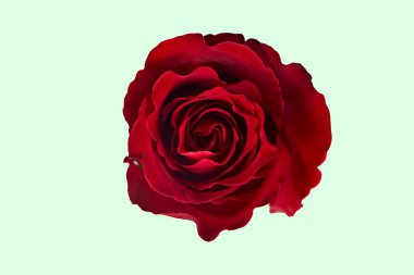 Sevgililer Günü. Çiçek kompozisyonu. Gül çiçeklerinden yapılmış yuvarlak çerçeve, beyaz arkaplanda konfeti. Sevgililer Günü geçmişi. Düz konum, üst görünüm, kopyalama alanı.