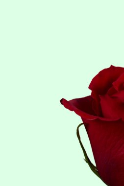 Sevgililer Günü. Çiçek kompozisyonu. Gül çiçeklerinden yapılmış yuvarlak çerçeve, beyaz arkaplanda konfeti. Sevgililer Günü geçmişi. Düz konum, üst görünüm, kopyalama alanı.