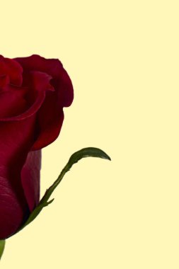 Sevgililer Günü. Çiçek kompozisyonu. Gül çiçeklerinden yapılmış yuvarlak çerçeve, beyaz arkaplanda konfeti. Sevgililer Günü geçmişi. Düz konum, üst görünüm, kopyalama alanı.