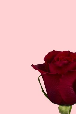 Sevgililer Günü. Çiçek kompozisyonu. Gül çiçeklerinden yapılmış yuvarlak çerçeve, beyaz arkaplanda konfeti. Sevgililer Günü geçmişi. Düz konum, üst görünüm, kopyalama alanı.