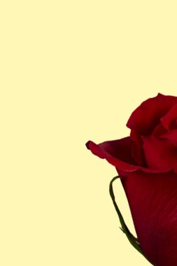 Sevgililer Günü. Çiçek kompozisyonu. Gül çiçeklerinden yapılmış yuvarlak çerçeve, beyaz arkaplanda konfeti. Sevgililer Günü geçmişi. Düz konum, üst görünüm, kopyalama alanı.