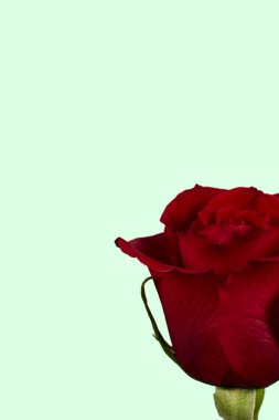 Sevgililer Günü. Çiçek kompozisyonu. Gül çiçeklerinden yapılmış yuvarlak çerçeve, beyaz arkaplanda konfeti. Sevgililer Günü geçmişi. Düz konum, üst görünüm, kopyalama alanı.