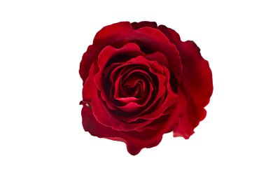 Sevgililer Günü. Çiçek kompozisyonu. Gül çiçeklerinden yapılmış yuvarlak çerçeve, beyaz arkaplanda konfeti. Sevgililer Günü geçmişi. Düz konum, üst görünüm, kopyalama alanı.