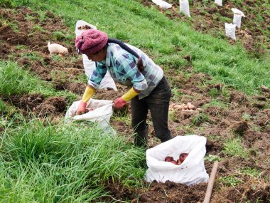 Kırsal Tarım: Patates Çiftliği Endüstrisine Bir Bakış, Hasat