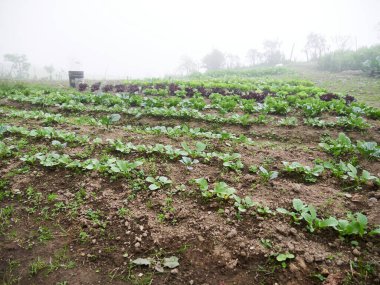 Kırsal Tarım: Sebzelere bir bakın Çiftlik Sanayii, İşçiler Büyüyor