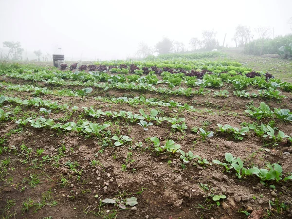 Kırsal Tarım Sebzelere Bir Bakın Çiftlik Sanayii Şçiler Büyüyor Telifsiz Stok Fotoğraflar
