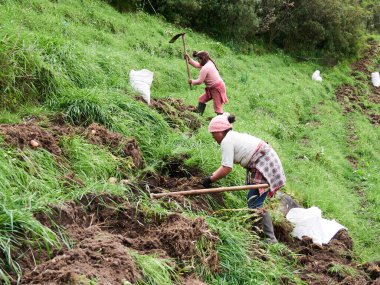 Kırsal Tarım: Patates Çiftliği Endüstrisine Bir Bakış, Hasat