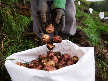 Kırsal Tarım: Patates Çiftliği Endüstrisine Bir Bakış, Hasat