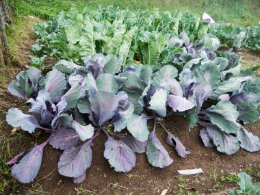 Kırsal Tarım: Sebzelere bir bakın Çiftlik Sanayii, İşçiler Büyüyor