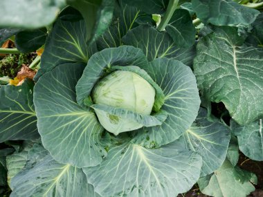 Kırsal Tarım: Sebzelere bir bakın Çiftlik Sanayii, İşçiler Büyüyor