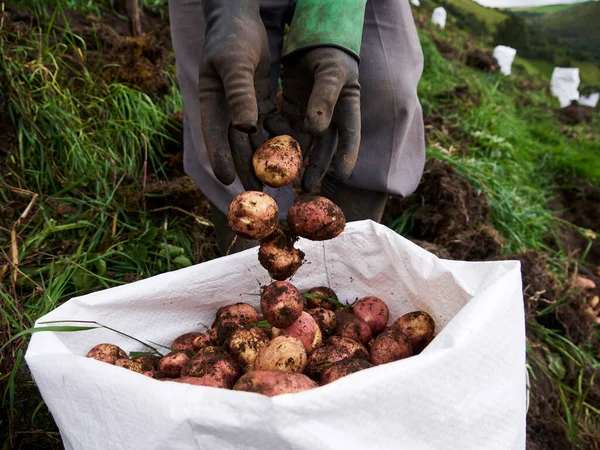 Kırsal Tarım Patates Çiftliği Endüstrisine Bir Bakış Hasat - Stok İmaj
