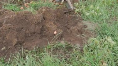 Kırsal Tarım: Patates Çiftliği Endüstrisine Bir Bakış, Hasat, Video