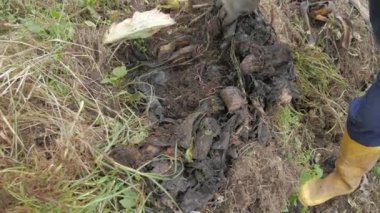 Kırsal Tarım: Patates Çiftliği Endüstrisine Bir Bakış, Hasat, Video