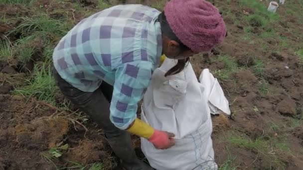 การเกษตรในชนบท ตสาหกรรมม นฝร งฟาร มการเก บเก ยวว — วีดีโอสต็อก