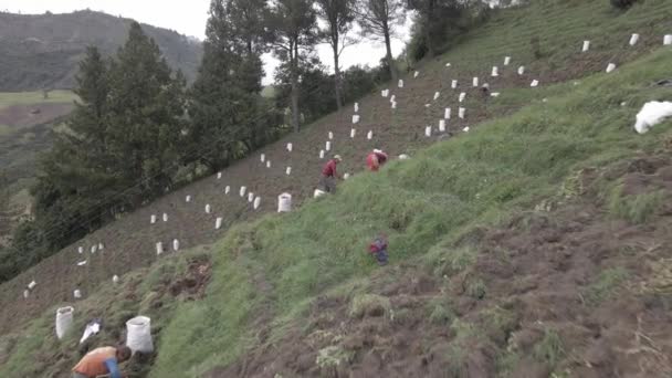 Agriculture Rurale Regard Sur Industrie Pomme Terre Récolte Vidéo — Video