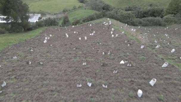 Kırsal Tarım Patates Çiftliği Endüstrisine Bir Bakış Hasat Video — Stok video