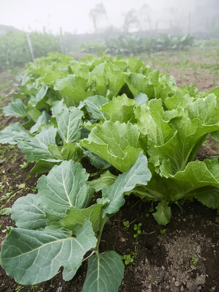 Rolnictwo Wiejskie Spojrzenie Warzywa Przemysł Rolny Rosnący Pracownicy — Zdjęcie stockowe