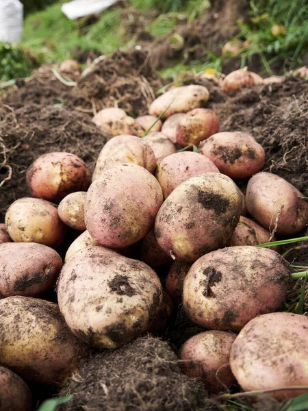 stock image Rural Agriculture: A Look at the Potato Farm Industry, harvest