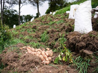 Kırsal Tarım: Patates Çiftliği Endüstrisine Bir Bakış, Hasat