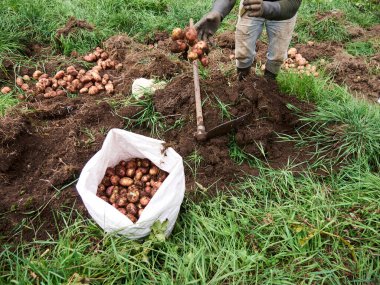 Kırsal Tarım: Patates Çiftliği Endüstrisine Bir Bakış, Hasat