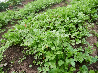 Kırsal Tarım: Sebzelere bir bakın Çiftlik Sanayii, İşçiler Büyüyor