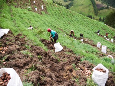 Kırsal Tarım: Patates Çiftliği Endüstrisine Bir Bakış, Hasat