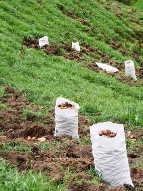 Kırsal Tarım: Patates Çiftliği Endüstrisine Bir Bakış, Hasat