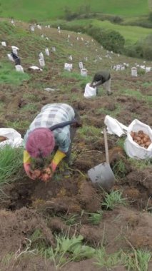 Kırsal Tarım: Patates Çiftliği Endüstrisine Bir Bakış, video