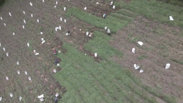 Kırsal Tarım Patates Çiftliği Endüstrisine Bir Bakış Video — Stok video