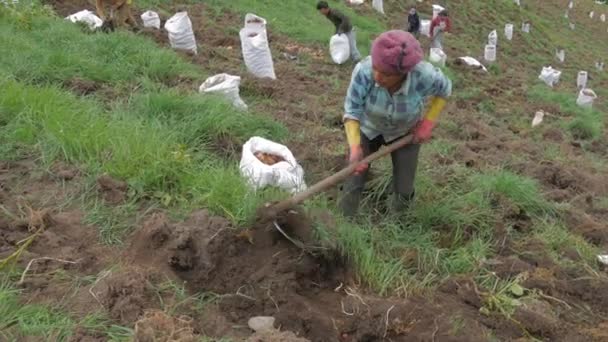 Сельское Хозяйство Взгляд Картофелеводческую Промышленность Видео — стоковое видео