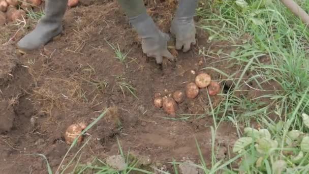 Landsbygdsjordbruk Titt Potato Farm Industry Video — Stockvideo