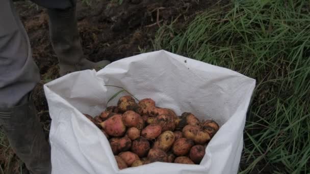 Landsbygdsjordbruk Titt Potato Farm Industry Video — Stockvideo