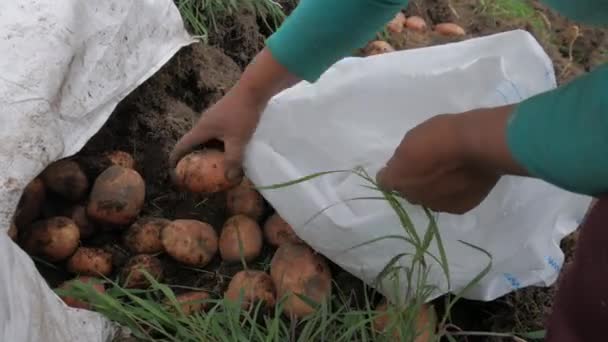 Agriculture Rurale Regard Sur Industrie Pomme Terre Vidéo — Video