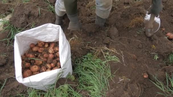 Landlig Landbruk Titt Potetgruveindustrien Video – stockvideo