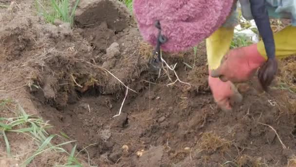 Rural Agriculture Look Potato Farm Industry Video — Stock Video