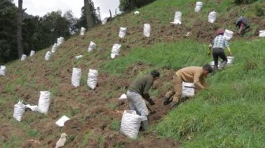 Kırsal Tarım: Patates Çiftliği Endüstrisine Bir Bakış, video