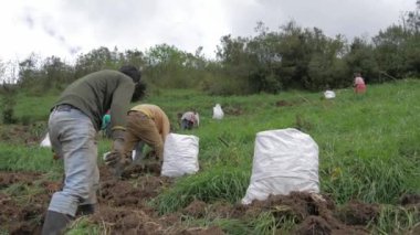 Kırsal Tarım: Patates Çiftliği Endüstrisine Bir Bakış, video
