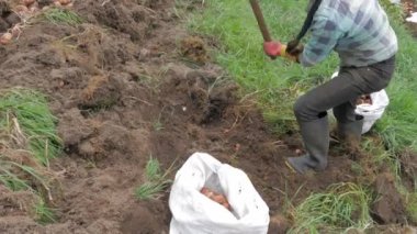 Kırsal Tarım: Patates Çiftliği Endüstrisine Bir Bakış, video