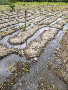 Araziyi, Büyüyen Doğa 'yı, tarımı, verimli toprak bitkisini.