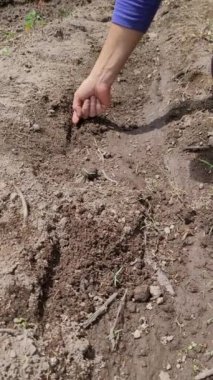 Büyüyen Topraklarda Doğayı Tikleyen Kadınlar, Tarım verimli zemin videoları