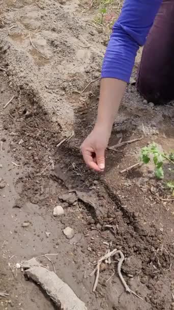 Kobiety Tilling Ziemi Natura Wzroście Rolnictwo Żyzne Ziemi Wideo — Wideo stockowe